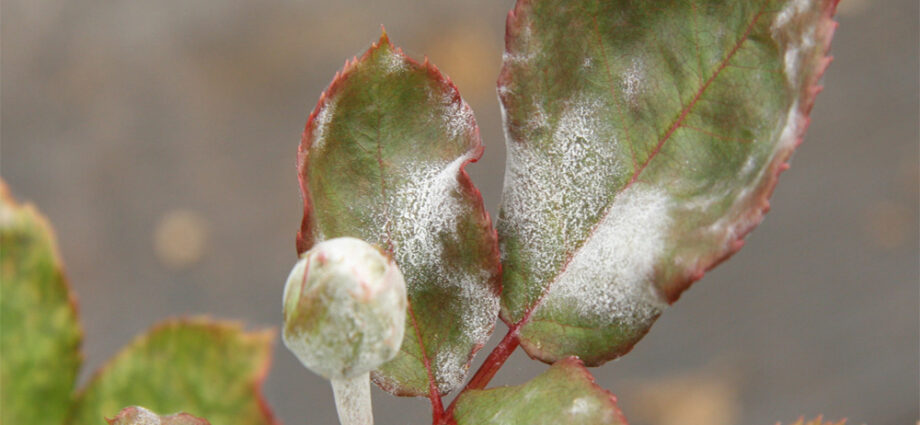 powdery mildew