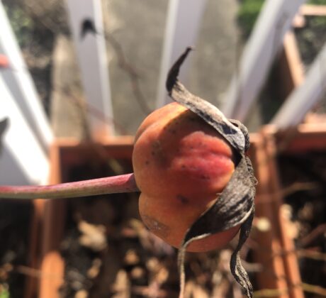 Rose Hip