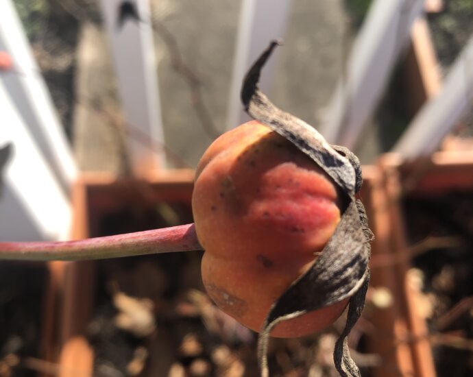 Rose Hip