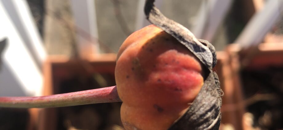 Rose Hip