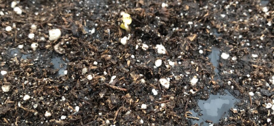 Soil for roses in trays.