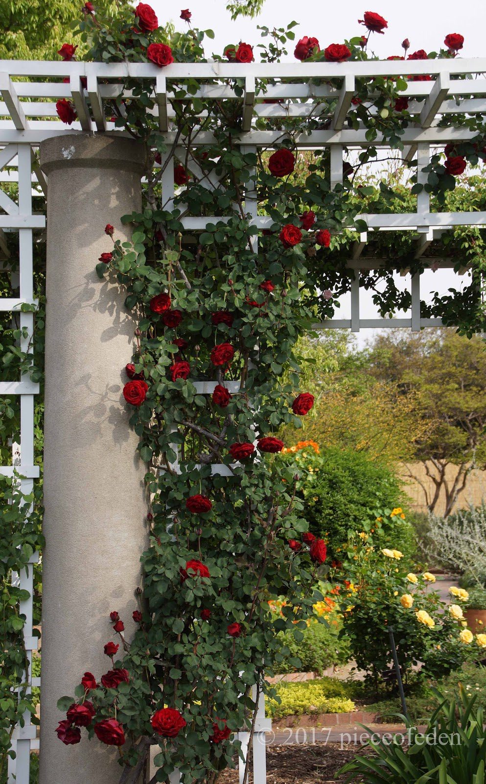 Planting roses