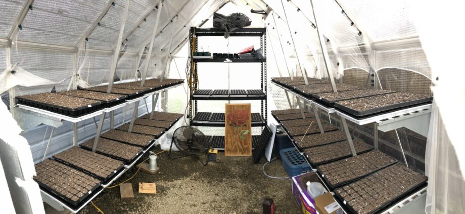 A greenhouse with seed trays