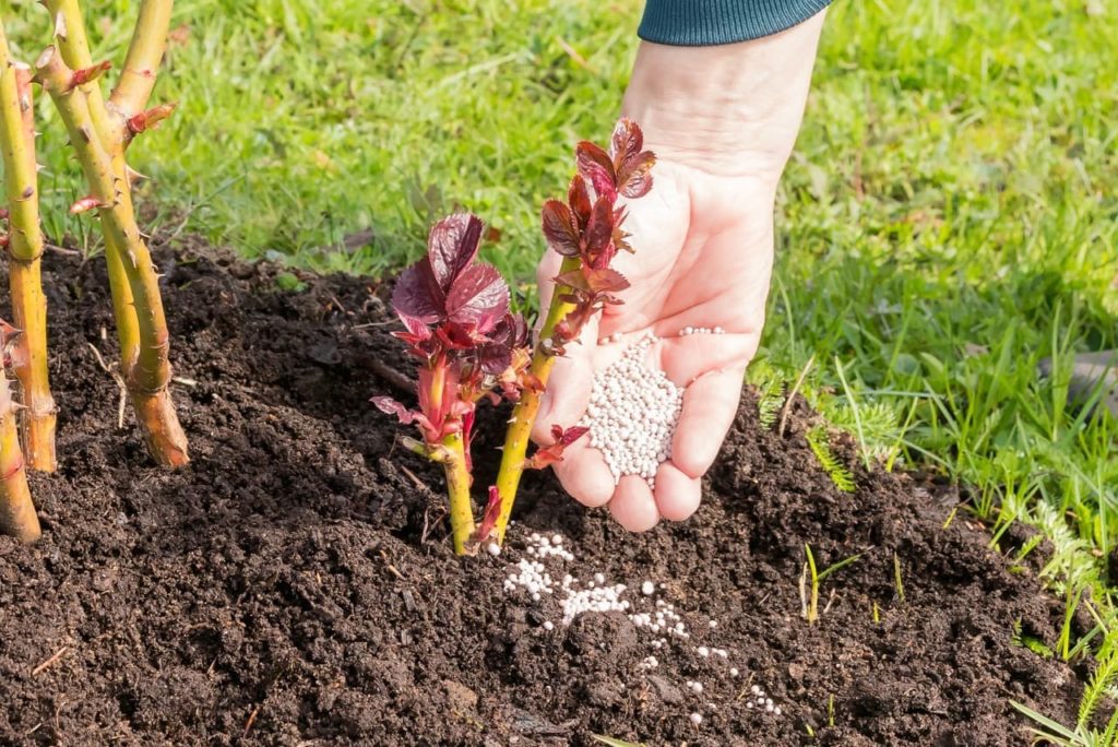Fertilizing roses