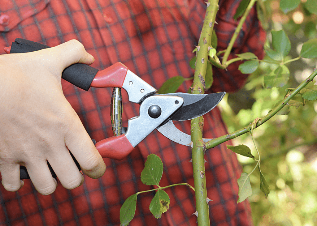Pruning roses