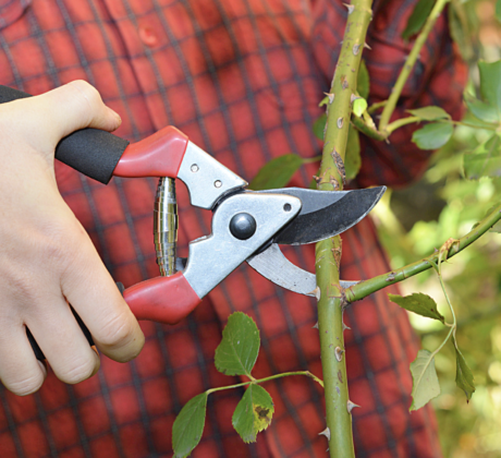 Rose pruning