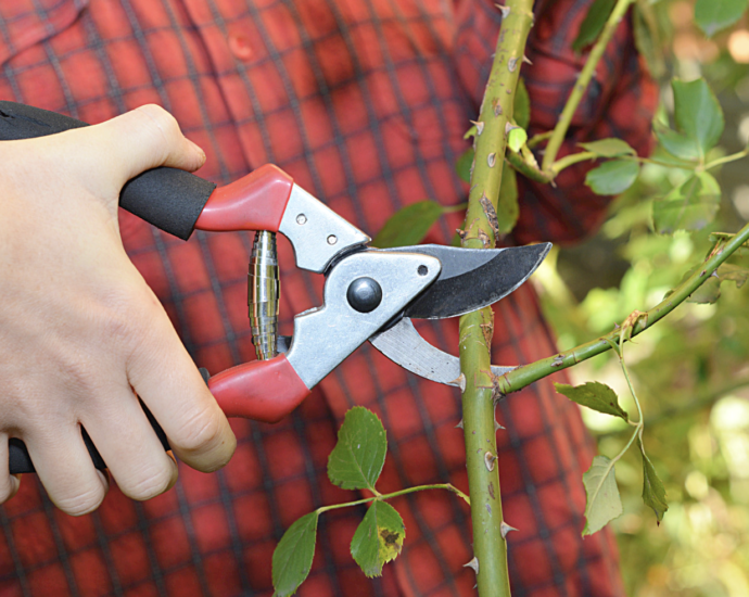 Rose pruning