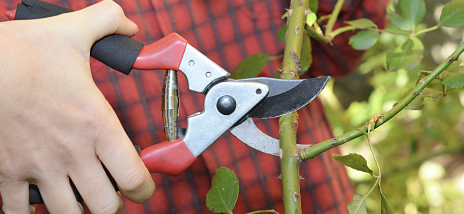 Rose pruning